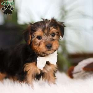 Brianna, Yorkie Puppy